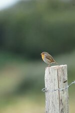 Rouge-gorge