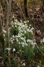 Perce-neiges