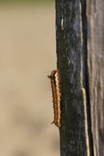 Chenille de ???