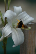 ABEILLE CHARPENTIERE