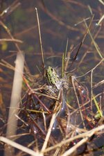Grenouille verte