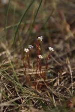 Saxifrage sp.