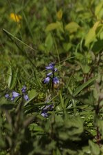 Jacinthe des bois