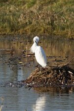 Aigrette garzette