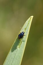 Altise bleue - sous réserve