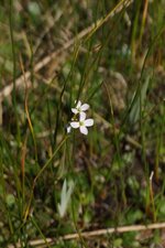 Cardamine des près