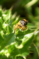 Syrphe sp.