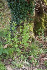 Alliaire officinale