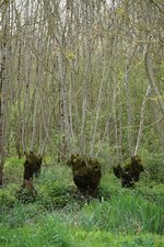 Frênes têtards