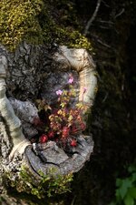 Géranium pourpre
