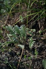 Potentille sp.