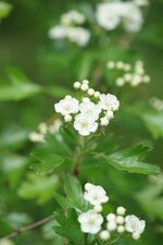 Aubépine