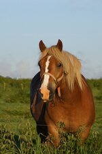 Cheval péteur