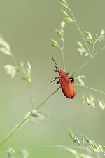 Le Cardinal rouge