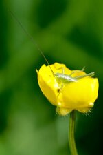 Sauterelle immature