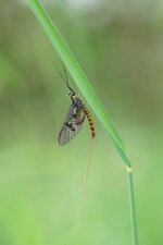 Ephémère sp.