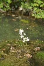 Hottonie des marais