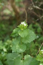 Alliaire officinale