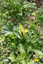 Arum sp.