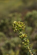 Euphorbe characias
