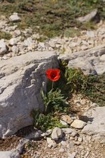Papaver sp.