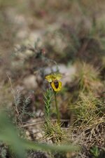 Ophrys jaune