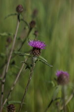 Centaurée sp.