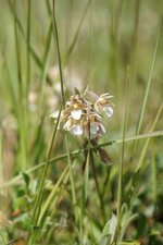 Epipactis palustris