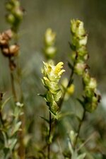 Rhinante sp.