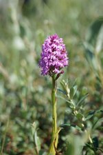 Orchis pyramidal
