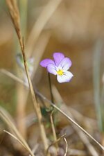 Violette de Curtis