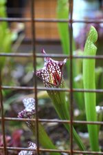 Sarracenia