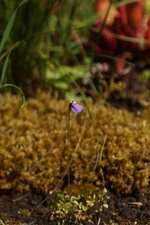 Utriculaire sp. - sous réserve
