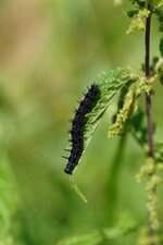 Chenille de Paon du jour