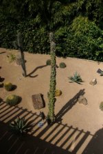 Collection de Cactus, Agaves