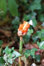 Arum en fruit