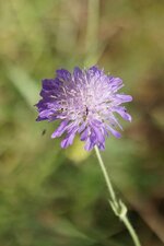 Scabieuse sp.