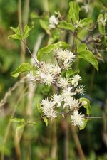 Clématite vigne blanche