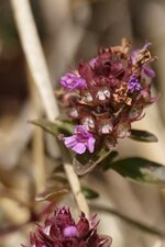 Thym serpolet