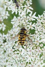 Eristale des fleurs