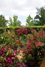 Collection de Bougainvillée