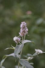 Menthe à longues feuilles
