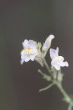 Linaire striée ?
