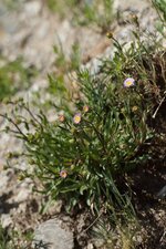 Erigeron sp.