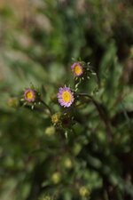 Erigeron sp.