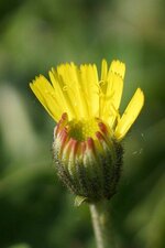 Fleur de Piloselle