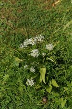 Ail des ours