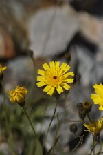 Epervière à feuilles de statice