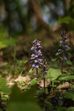 Bugle rampante