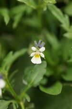 Viola arvensis